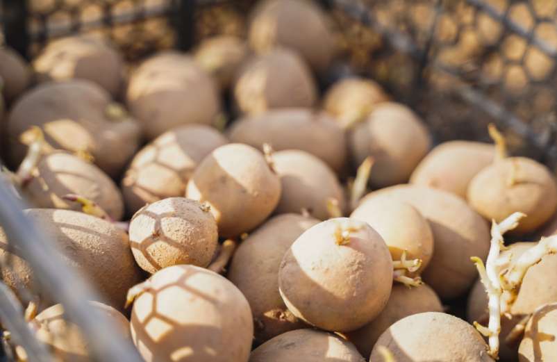 Pourquoi les pommes de terre germent dans ma cuisine ?